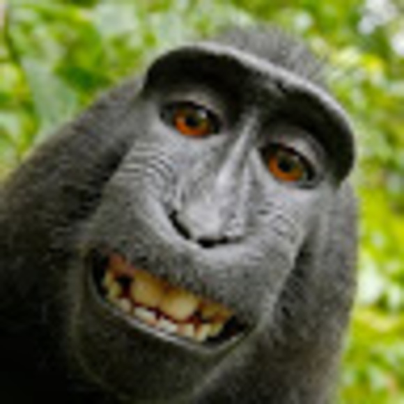 Meet your Posher, Holdy - Picture 1 of 1